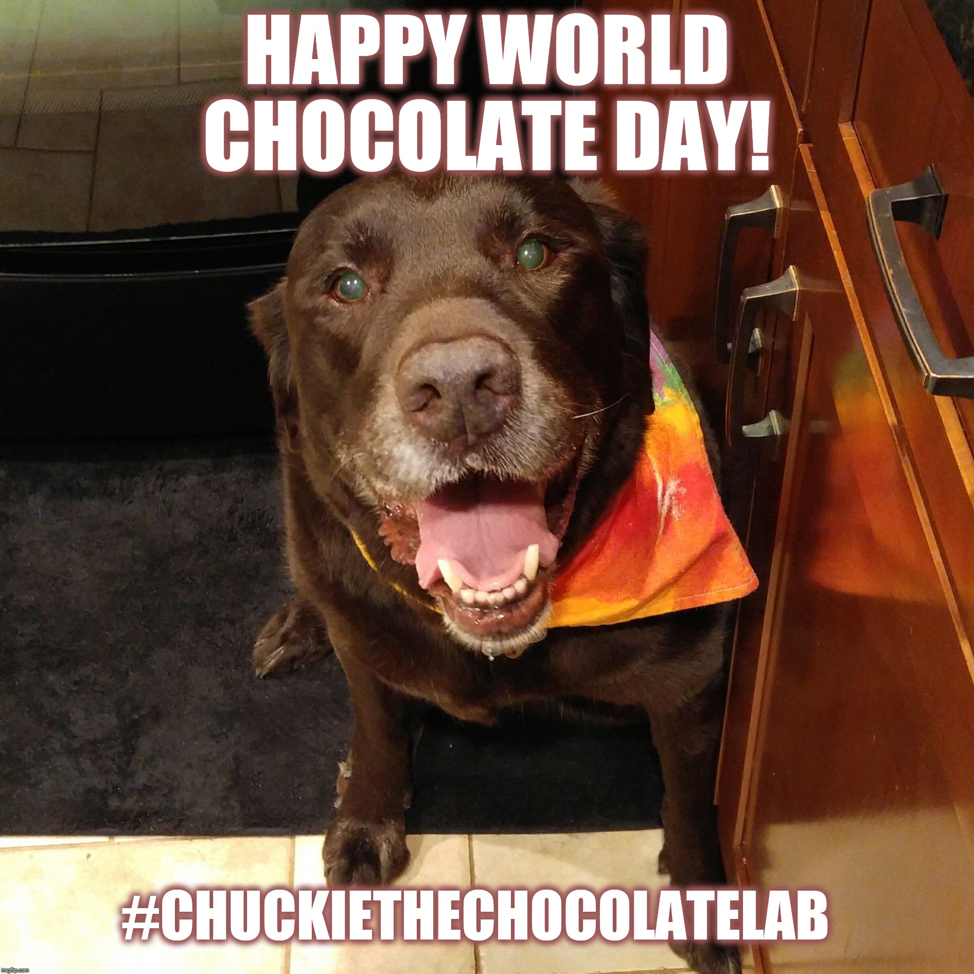 Chuckie the Chocolate Lab #TeamChuckie  | HAPPY WORLD CHOCOLATE DAY! #CHUCKIETHECHOCOLATELAB | image tagged in chuckie the chocolate lab teamchuckie | made w/ Imgflip meme maker