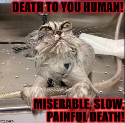 DEATH TO YOU HUMAN! MISERABLE, SLOW, PAINFUL DEATH! | image tagged in death human | made w/ Imgflip meme maker