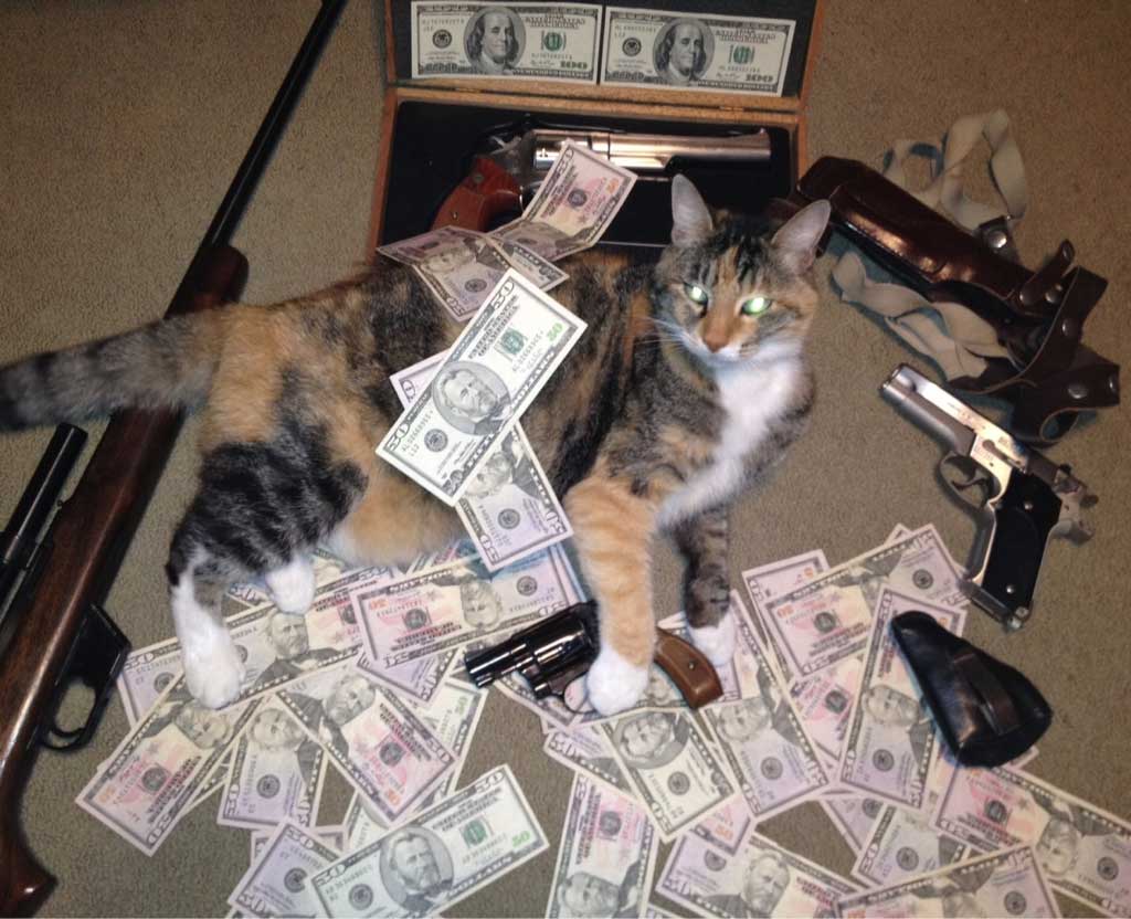 ORGANIZED CRIME CAT Blank Meme Template