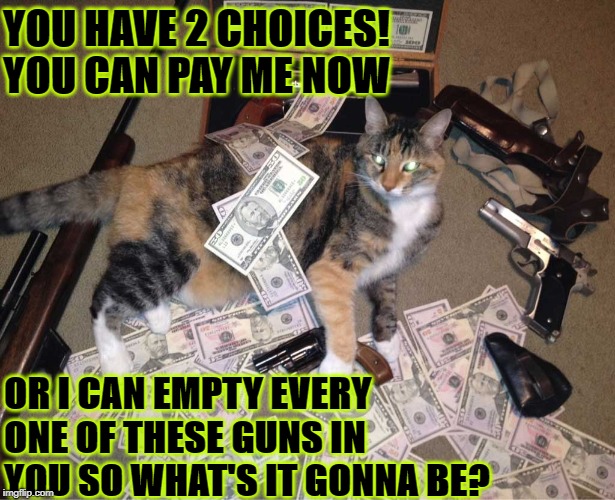 ORGANIZED CRIME CAT | YOU HAVE 2 CHOICES! YOU CAN PAY ME NOW; OR I CAN EMPTY EVERY ONE OF THESE GUNS IN YOU SO WHAT'S IT GONNA BE? | image tagged in organized crime cat | made w/ Imgflip meme maker