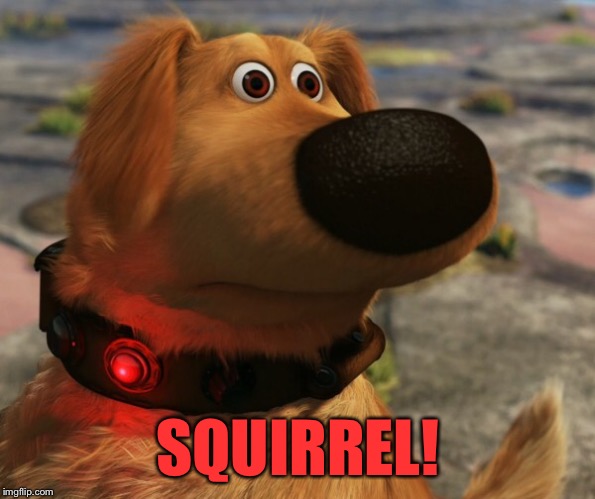 SQUIRREL! | made w/ Imgflip meme maker