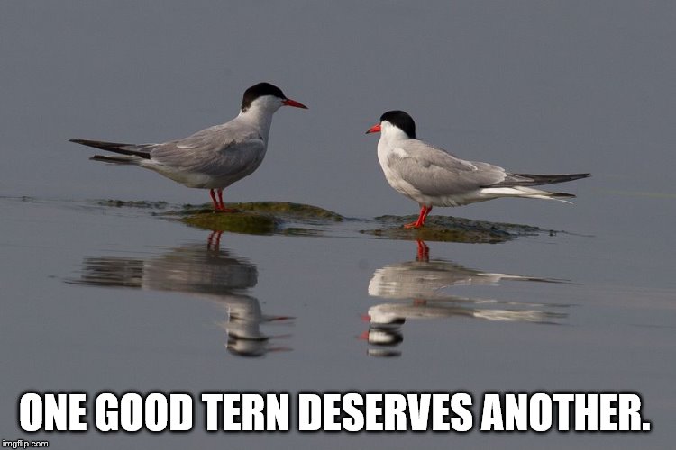 One Good Tern Deserves Another | ONE GOOD TERN DESERVES ANOTHER. | image tagged in tern,turn,one good turn | made w/ Imgflip meme maker