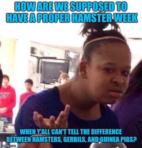 Rodent week maybe? | HOW ARE WE SUPPOSED TO HAVE A PROPER HAMSTER WEEK; WHEN Y'ALL CAN'T TELL THE DIFFERENCE BETWEEN HAMSTERS, GERBILS, AND GUINEA PIGS? | image tagged in memes,black girl wat | made w/ Imgflip meme maker