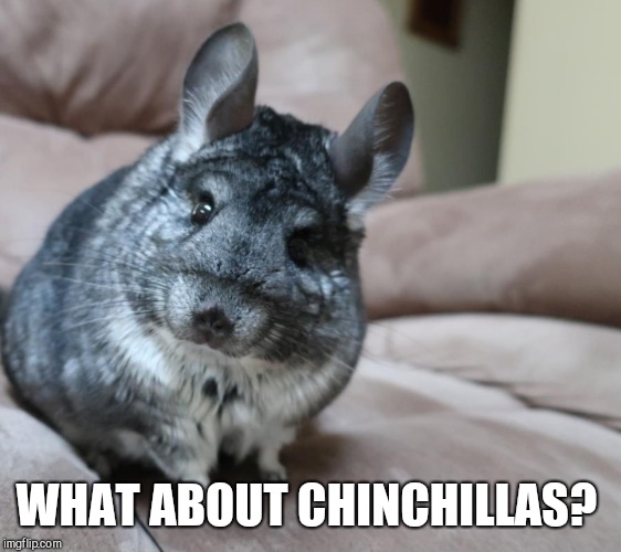 WHAT ABOUT CHINCHILLAS? | made w/ Imgflip meme maker