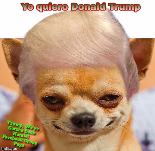 image tagged in taco bell dog trump | made w/ Imgflip meme maker