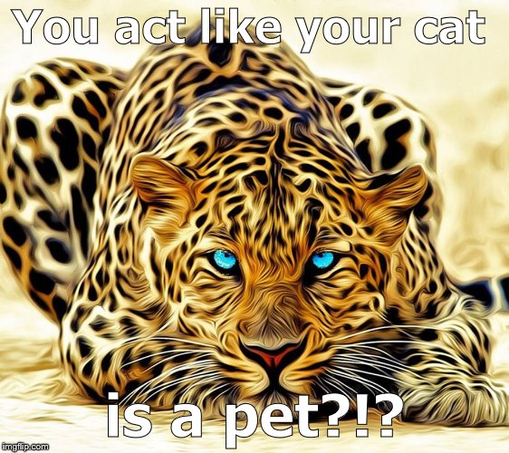 big cat | You act like your cat is a pet?!? | image tagged in big cat | made w/ Imgflip meme maker