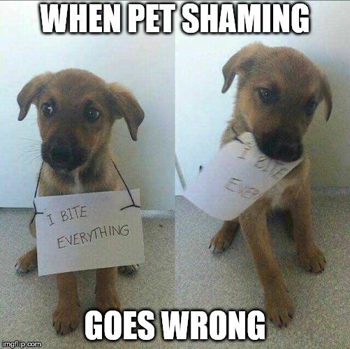 Last pupper we had decided my new dress shoes were a chew toy | WHEN PET SHAMING; GOES WRONG | image tagged in pet shaming,puppy,biting | made w/ Imgflip meme maker