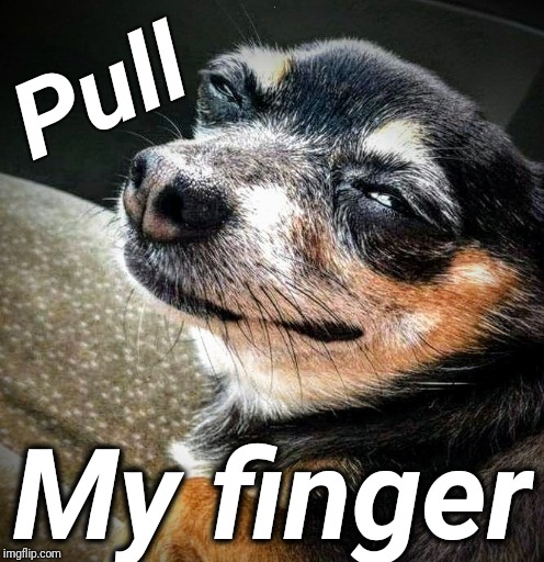 Stinky chihuahua | Pull; My finger | image tagged in dogs,funny memes,farts | made w/ Imgflip meme maker