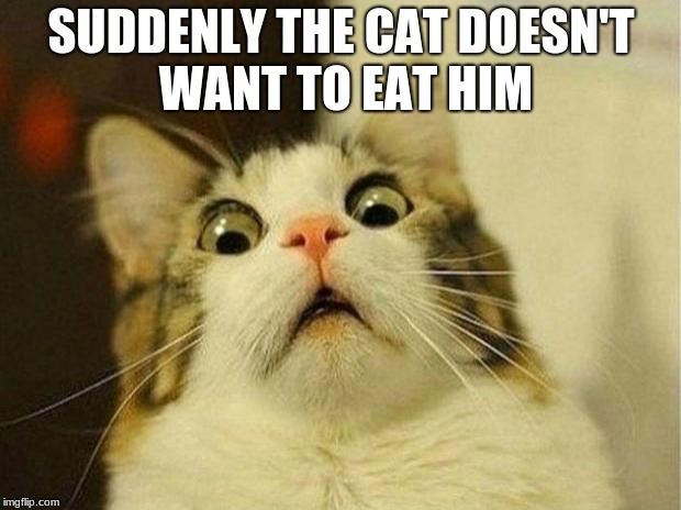 Scared Cat Meme | SUDDENLY THE CAT DOESN'T WANT TO EAT HIM | image tagged in memes,scared cat | made w/ Imgflip meme maker