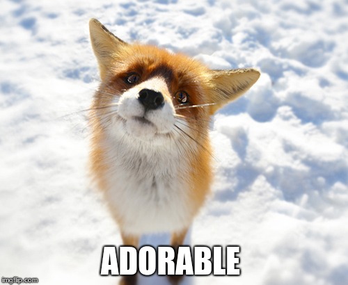 adorable fox | ADORABLE | image tagged in adorable fox | made w/ Imgflip meme maker