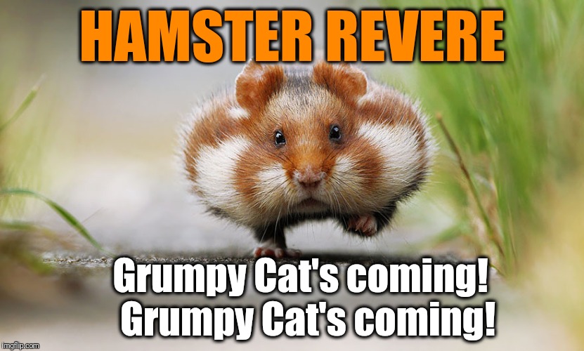 Hamster Weekend July 6-8, a bachmemeguy2, 1forpeace & Shen_Hiroku_Nagato event | HAMSTER REVERE; Grumpy Cat's coming!  Grumpy Cat's coming! | image tagged in grumpy cat | made w/ Imgflip meme maker
