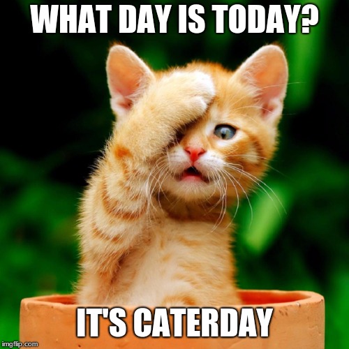 WHAT DAY IS TODAY? IT'S CATERDAY | image tagged in cute cat | made w/ Imgflip meme maker