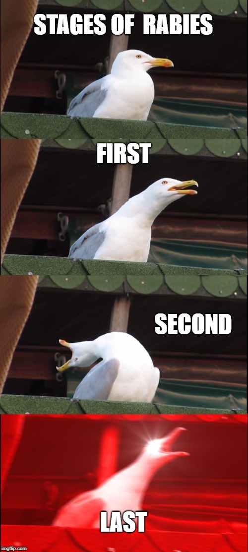 Inhaling Seagull Meme | STAGES OF  RABIES; FIRST; SECOND; LAST | image tagged in memes,inhaling seagull | made w/ Imgflip meme maker