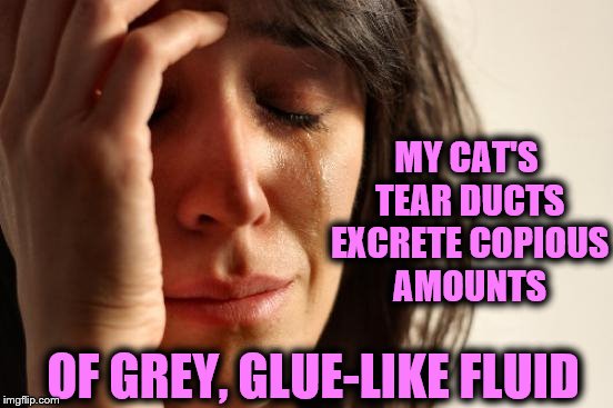 First World Problems Meme | MY CAT'S TEAR DUCTS EXCRETE COPIOUS AMOUNTS OF GREY, GLUE-LIKE FLUID | image tagged in memes,first world problems | made w/ Imgflip meme maker