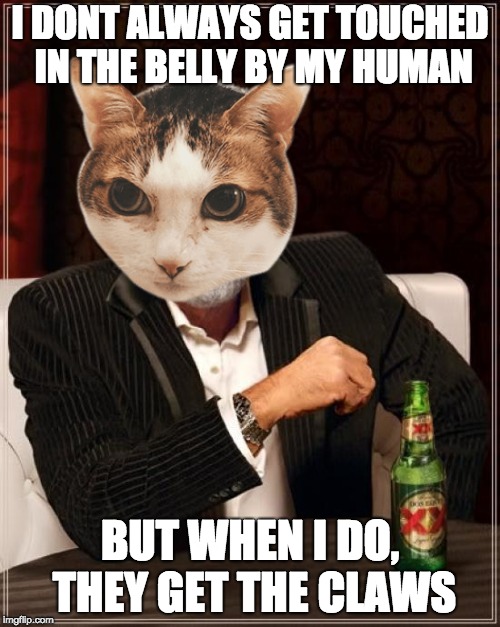 The Most Interesting Man In The World | I DONT ALWAYS GET TOUCHED IN THE BELLY BY MY HUMAN; BUT WHEN I DO, THEY GET THE CLAWS | image tagged in memes,the most interesting man in the world | made w/ Imgflip meme maker