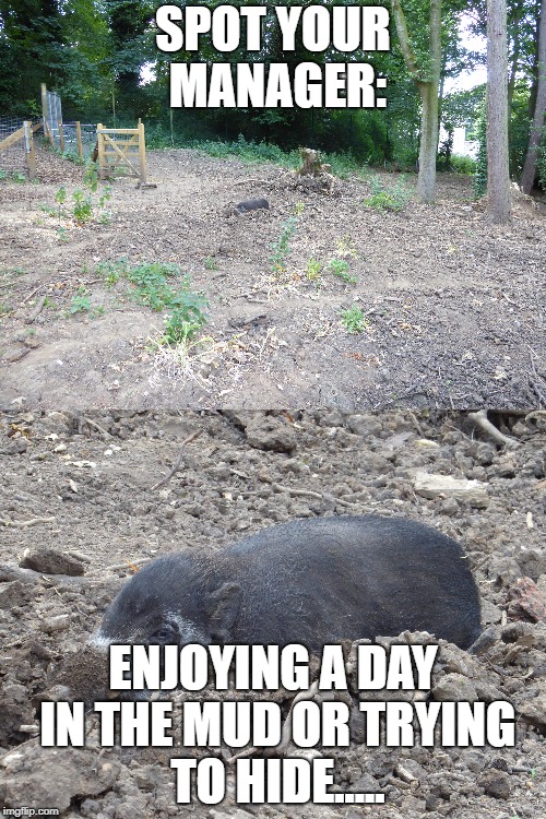 meme | SPOT YOUR MANAGER:; ENJOYING A DAY IN THE MUD OR TRYING TO HIDE..... | image tagged in funny memes | made w/ Imgflip meme maker