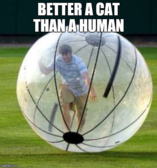 BETTER A CAT THAN A HUMAN | made w/ Imgflip meme maker
