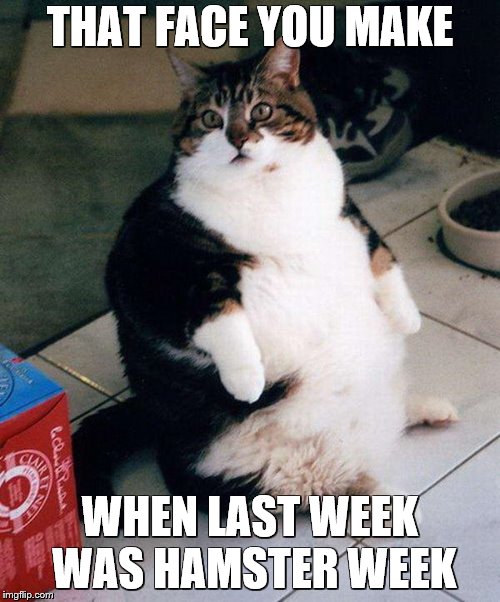 When are the Going to Get a Few More? | THAT FACE YOU MAKE; WHEN LAST WEEK WAS HAMSTER WEEK | image tagged in fat cat,memes,funny,hamster weekend | made w/ Imgflip meme maker