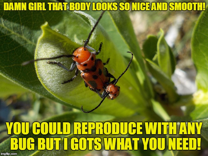 Bad bug pickup lines! | DAMN GIRL THAT BODY LOOKS SO NICE AND SMOOTH! YOU COULD REPRODUCE WITH ANY BUG BUT I GOTS WHAT YOU NEED! | image tagged in insects,true love | made w/ Imgflip meme maker