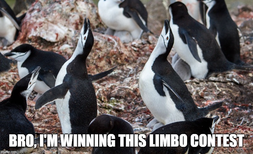 BRO, I'M WINNING THIS LIMBO CONTEST | made w/ Imgflip meme maker