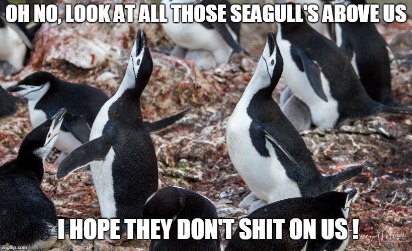 OH NO, LOOK AT ALL THOSE SEAGULL'S ABOVE US; I HOPE THEY DON'T SHIT ON US ! | made w/ Imgflip meme maker