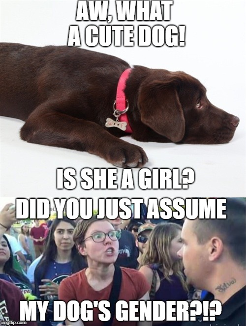 How Dare You!?!? | AW, WHAT A CUTE DOG! IS SHE A GIRL? DID YOU JUST ASSUME; MY DOG'S GENDER?!? | image tagged in dog,did you just assume my gender,angry feminist,triggered feminist,dogs,funny memes | made w/ Imgflip meme maker