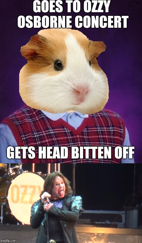 Hamster Weekend. July 6-8 | GOES TO OZZY OSBORNE CONCERT; GETS HEAD BITTEN OFF | image tagged in funny memes,hamster weekend | made w/ Imgflip meme maker