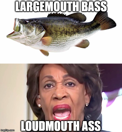 One is always welcome at my dinner table. The other is Maxine Waters | LARGEMOUTH BASS; LOUDMOUTH ASS | image tagged in memes,largemouth bass,maxine water | made w/ Imgflip meme maker