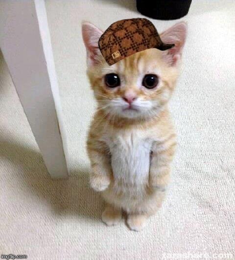 This was the first thing that popped up and I said "It needs a scumbag hat". | image tagged in memes,cute cat,scumbag | made w/ Imgflip meme maker