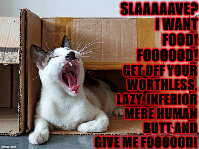 SLAAAAAVE? I WANT FOOD! FOOOOOD! GET OFF YOUR WORTHLESS, LAZY, INFERIOR MERE HUMAN BUTT AND GIVE ME FOOOOOD! | image tagged in total douche bag cat | made w/ Imgflip meme maker