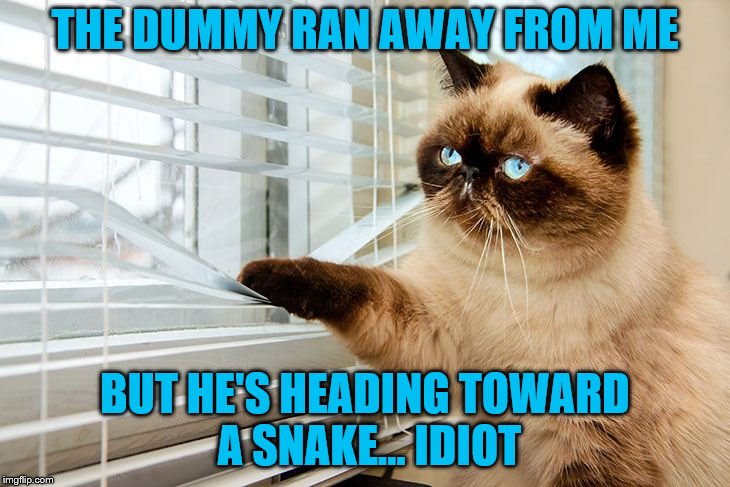 THE DUMMY RAN AWAY FROM ME BUT HE'S HEADING TOWARD A SNAKE... IDIOT | made w/ Imgflip meme maker