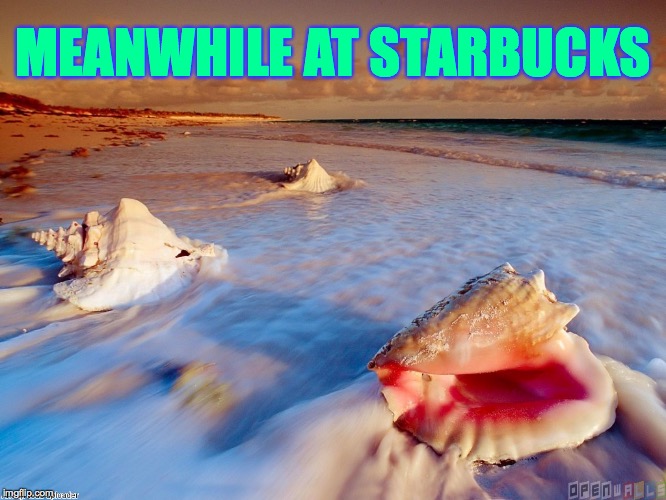 Ocean shells let go | MEANWHILE AT STARBUCKS | image tagged in ocean shells let go | made w/ Imgflip meme maker