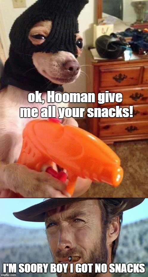 this boi pulls a gun on you | ok, Hooman give me all your snacks! I'M SOORY BOY I GOT NO SNACKS | image tagged in snacks | made w/ Imgflip meme maker