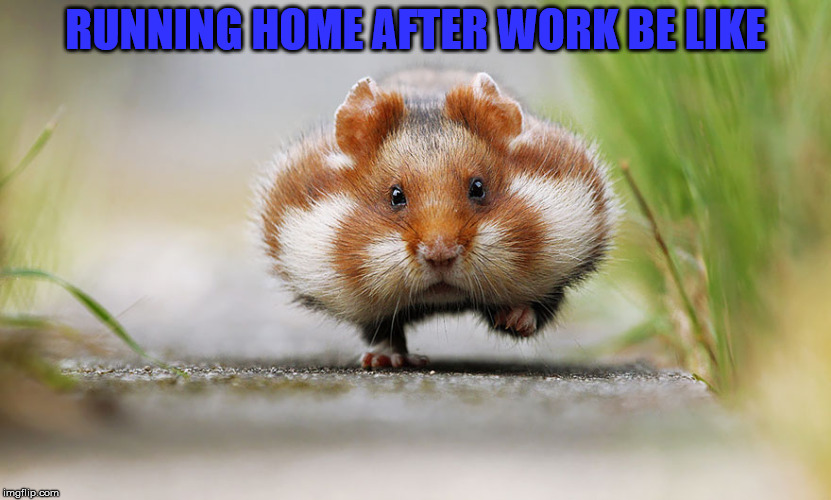 RUNNING HOME AFTER WORK BE LIKE | image tagged in running hamster | made w/ Imgflip meme maker