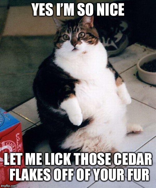 fat cat | YES I’M SO NICE LET ME LICK THOSE CEDAR FLAKES OFF OF YOUR FUR | image tagged in fat cat | made w/ Imgflip meme maker