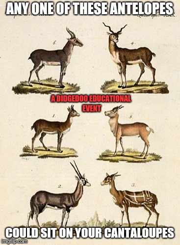 Learn your antelopes | ANY ONE OF THESE ANTELOPES; A DIDGEDOO EDUCATIONAL EVENT; COULD SIT ON YOUR CANTALOUPES | image tagged in antelopes,canteloupes,gazelles,memes,nature | made w/ Imgflip meme maker