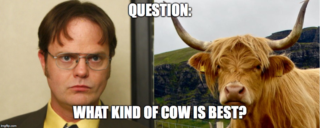What kind of "cow" is best? | QUESTION:; WHAT KIND OF COW IS BEST? | image tagged in theoffice,dwight schrute,cows | made w/ Imgflip meme maker