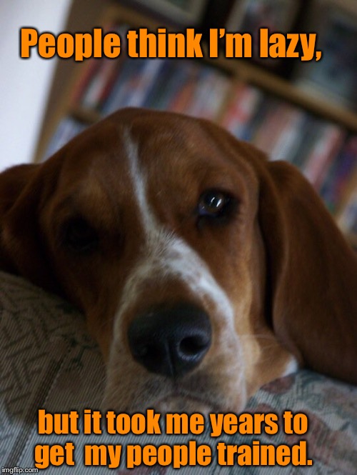 Spoiled Basset  | People think I’m lazy, but it took me years to get  my people trained. | image tagged in funny meme,basset hound,lazy,sarcasm,pets,dogs | made w/ Imgflip meme maker