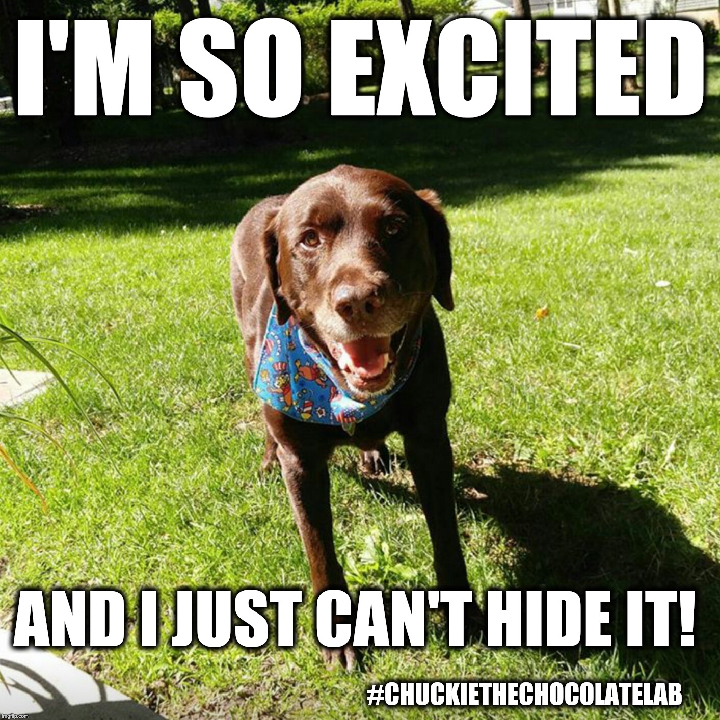 I'm so excited!  | I'M SO EXCITED; AND I JUST CAN'T HIDE IT! #CHUCKIETHECHOCOLATELAB | image tagged in chuckie the chocolate lab,excited,dogs,memes,cute | made w/ Imgflip meme maker