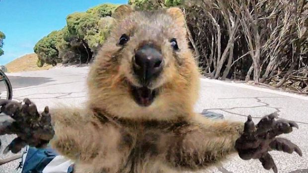 High Quality welcoming quokka Blank Meme Template