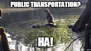 Not that it's a yellow submarine... | PUBLIC TRANSPORTATION? HA! | image tagged in raccoon,raccoon riding a gator,public transport | made w/ Imgflip meme maker