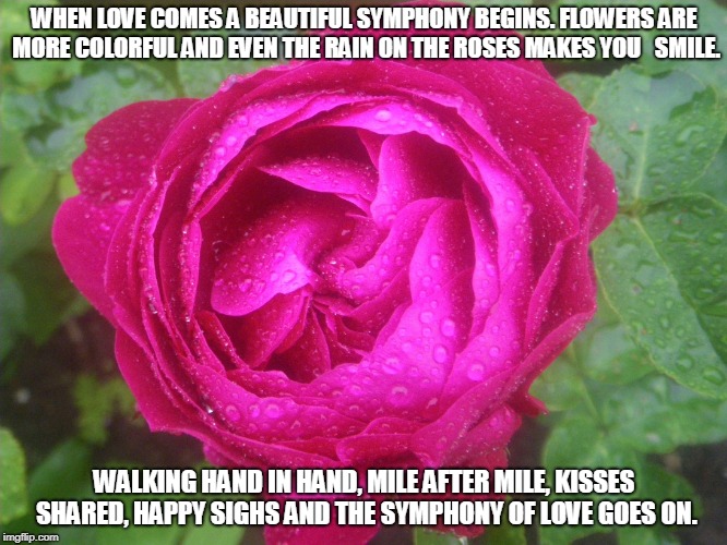 Symphony of Love | WHEN LOVE COMES A BEAUTIFUL SYMPHONY BEGINS. FLOWERS ARE MORE COLORFUL AND EVEN THE RAIN ON THE ROSES MAKES YOU 

SMILE. WALKING HAND IN HAND, MILE AFTER MILE, KISSES SHARED, HAPPY SIGHS AND THE SYMPHONY OF LOVE GOES ON. | image tagged in love,roses,symphony of love,kisses | made w/ Imgflip meme maker