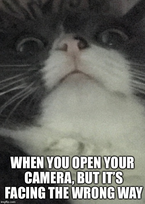 Double Chin Kitty | WHEN YOU OPEN YOUR CAMERA, BUT IT’S FACING THE WRONG WAY | image tagged in memes,kitty,cats | made w/ Imgflip meme maker