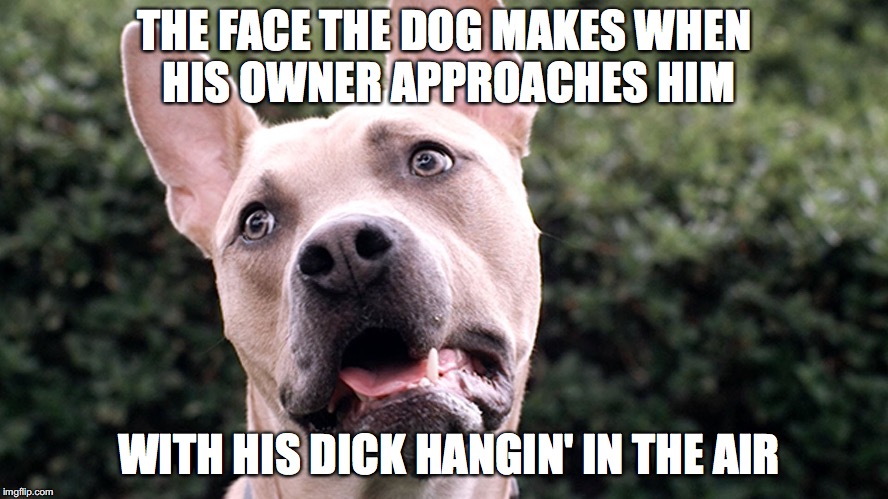 Human VS Dog Memes | THE FACE THE DOG MAKES WHEN HIS OWNER APPROACHES HIM; WITH HIS DICK HANGIN' IN THE AIR | image tagged in dog | made w/ Imgflip meme maker
