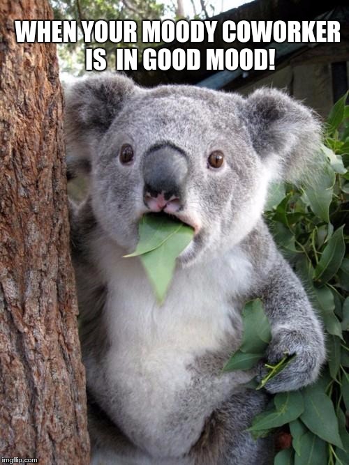 Surprised Koala Meme | WHEN YOUR MOODY COWORKER IS  IN GOOD MOOD! | image tagged in memes,surprised koala | made w/ Imgflip meme maker