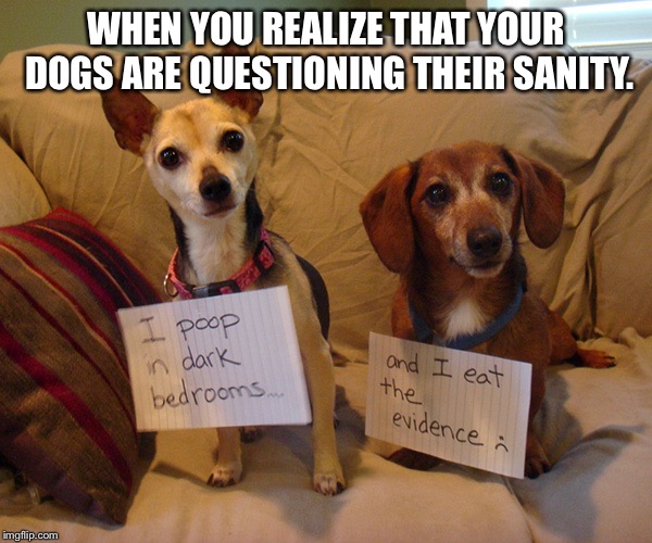 WHEN YOU REALIZE THAT YOUR DOGS ARE QUESTIONING THEIR SANITY. | image tagged in dats disgusting | made w/ Imgflip meme maker