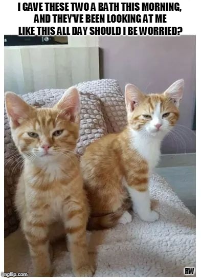 I GAVE THESE TWO A BATH THIS MORNING, AND THEY'VE BEEN LOOKING AT ME LIKE THIS ALL DAY SHOULD I BE WORRIED? RW | image tagged in funny cats | made w/ Imgflip meme maker