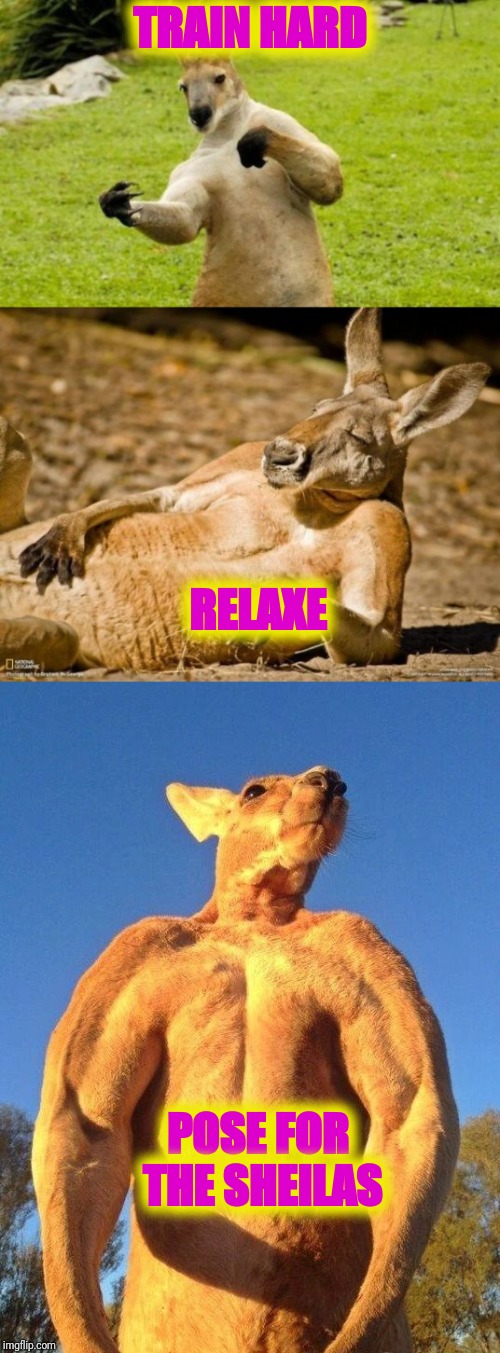 Live like a Skipper | TRAIN HARD; RELAXE; POSE FOR THE SHEILAS | image tagged in kangaroo,its all good,train | made w/ Imgflip meme maker