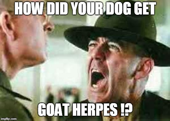 drill sergeant yelling | HOW DID YOUR DOG GET; GOAT HERPES !? | image tagged in drill sergeant yelling | made w/ Imgflip meme maker
