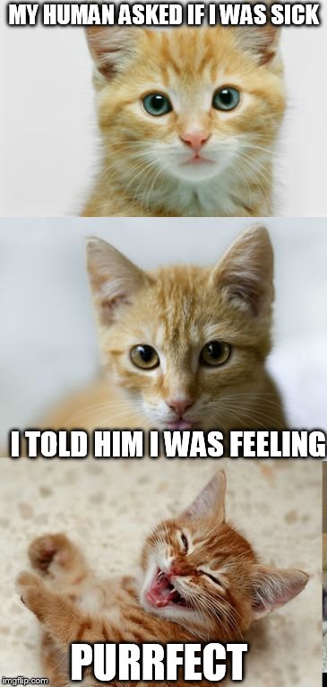 Bad Pun Cat | MY HUMAN ASKED IF I WAS SICK; I TOLD HIM I WAS FEELING; PURRFECT | image tagged in bad pun cat | made w/ Imgflip meme maker